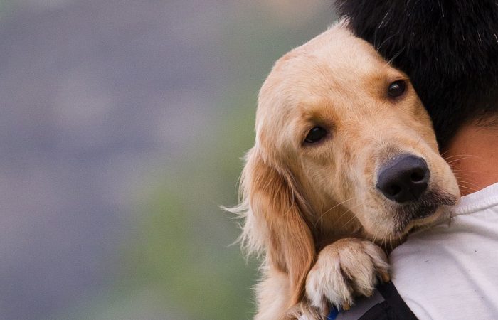 CBDOG, l’integratore alimentare per la salute dei tuoi animali