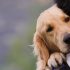 CBDOG, l’integratore alimentare per la salute dei tuoi animali